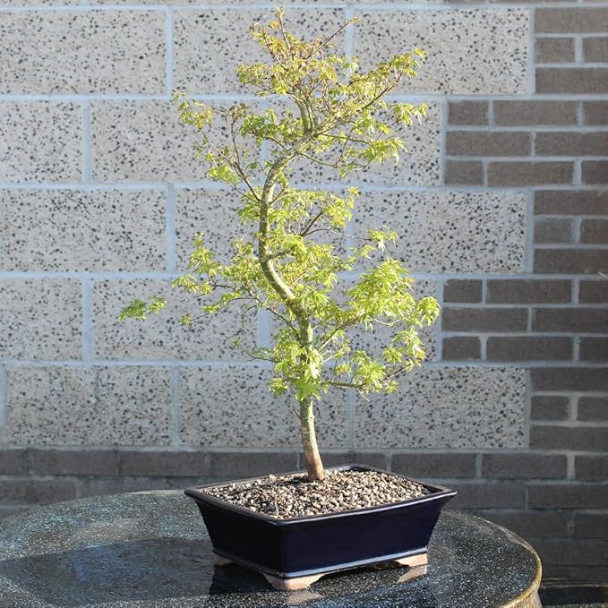 Japanese Maple