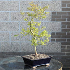 Japanese Maple