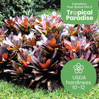 American Plant Exchange Live Bromeliad Fireball Neoregelia Plant, Plant Pot for Home and Garden Decor, 6" Pot