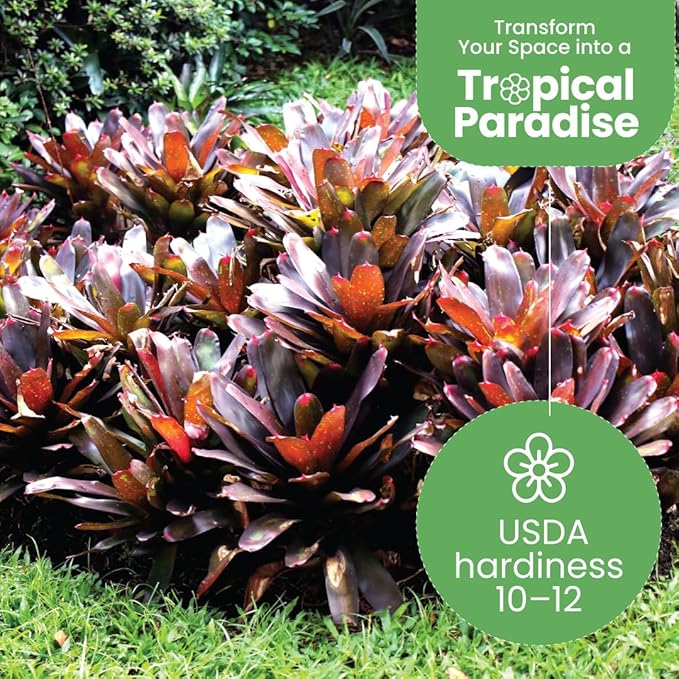 American Plant Exchange Live Bromeliad Fireball Neoregelia Plant, Plant Pot for Home and Garden Decor, 6" Pot