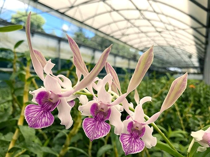 1 Live Orchid Plant | Dendrobium Orchid | Real Houseplant in Potting Soil Mix with Orchid Pot | Orchids | Flowering Plants | Decorative Flowers Orchid Mix | by Plants for Pets, Green