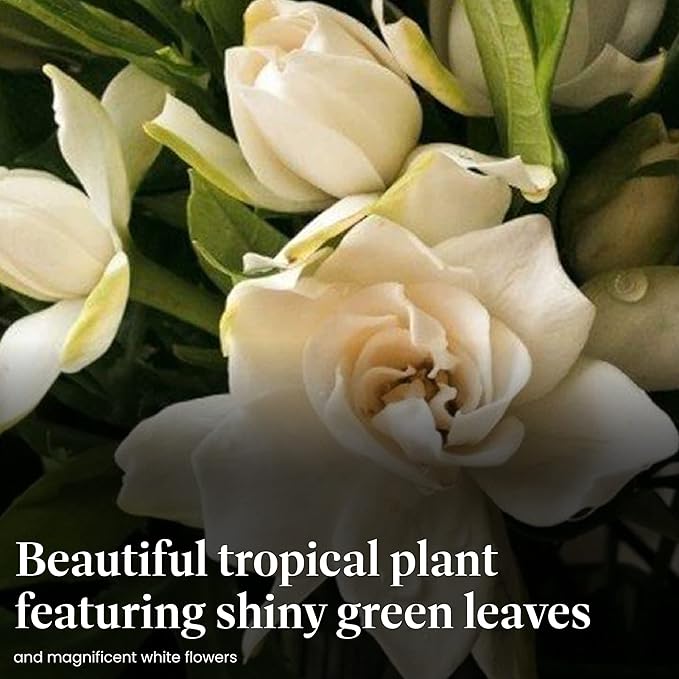 American Plant Exchange Mini Gardenia Vetchii Tree, Live 6-Inch Indoor Flowering Plant, Fragrant Houseplant for Home or Office, for Mother's Day & Year-Round Décor