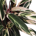 American Plant Exchange Stromanthe Triostar – 10-Inch Pot – Live Tropical Houseplant with Pink, Green & Cream Variegated Leaves, Pet-Friendly Easy Care Plant for Indoor Jungle & Home Décor