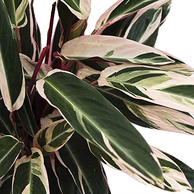 American Plant Exchange Stromanthe Triostar – 10-Inch Pot – Live Tropical Houseplant with Pink, Green & Cream Variegated Leaves, Pet-Friendly Easy Care Plant for Indoor Jungle & Home Décor