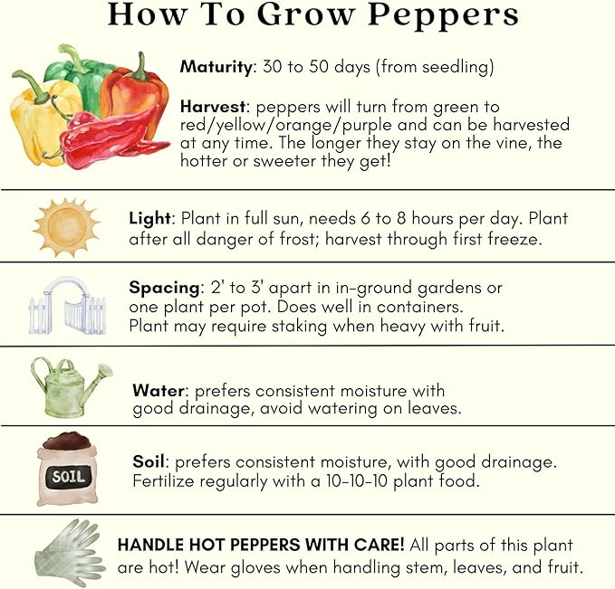 Clovers Garden Gypsy Sweet Pepper Plants– Two (2) Live Plants – Non-GMO - Not Seeds - Each 4" to 8" Tall – in 4" Inch Pots - Sweet Elongated Shape, Large Fruits
