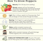 Clovers Garden Gypsy Sweet Pepper Plants– Two (2) Live Plants – Non-GMO - Not Seeds - Each 4" to 8" Tall – in 4" Inch Pots - Sweet Elongated Shape, Large Fruits