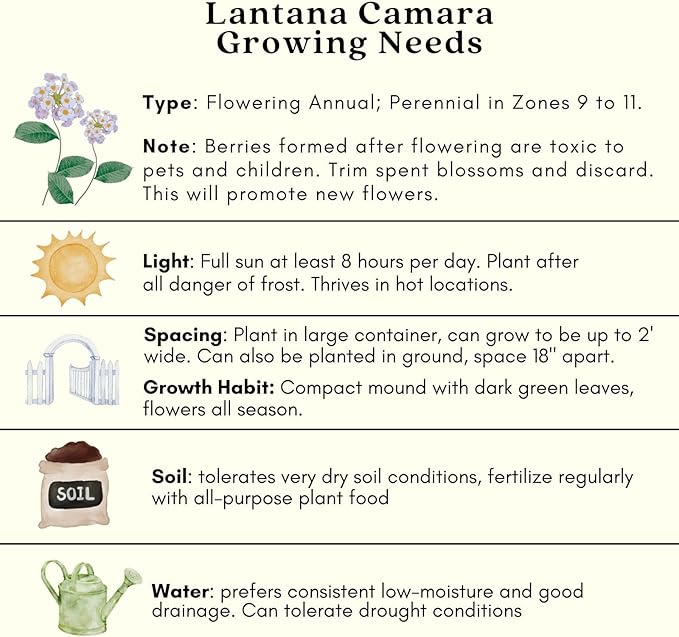 Clovers Garden Lantana Camara Flowers – Two (2) Live Plants Non-GMO Each Plant 4" to 8" Tall – in 4" Inch Pots - Natural Mosquito Garden - Attract Hummingbirds & Butterflies, Assorted Colors