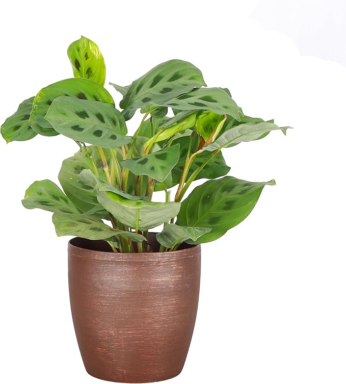 Thorsen's Greenhouse Green Prayer Plant, Live Indoor Plant, Pet Friendly, Uncommon Houseplant, Green Maranta, Easy to Grow, 4" Diameter Pot (Copper)