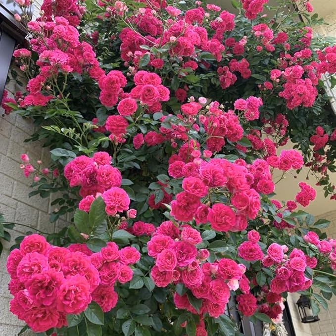 Fragrant Rose Plant Live Bush Shrub or Climbing, Old-Fashioned Roses Summer Rebloomer in 2.5 Inch Pot, Lanscape Rose Plant (Assorted) (Pink Shrub)
