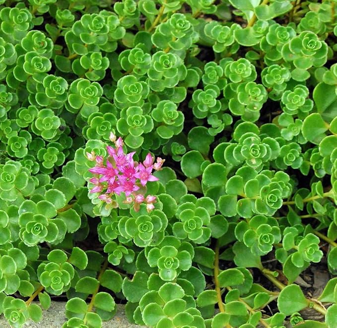 Emerald Green Sedum - Sedum spurium Makinoi - 2.5" Pot -Fairy Garden/House Plant
