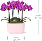 Green Circle Growers 4IN Duo Magenta Orchid in Pink Ceramic Pot | Live Orchid Planter Duo | Modern Colorful Indoor Plant