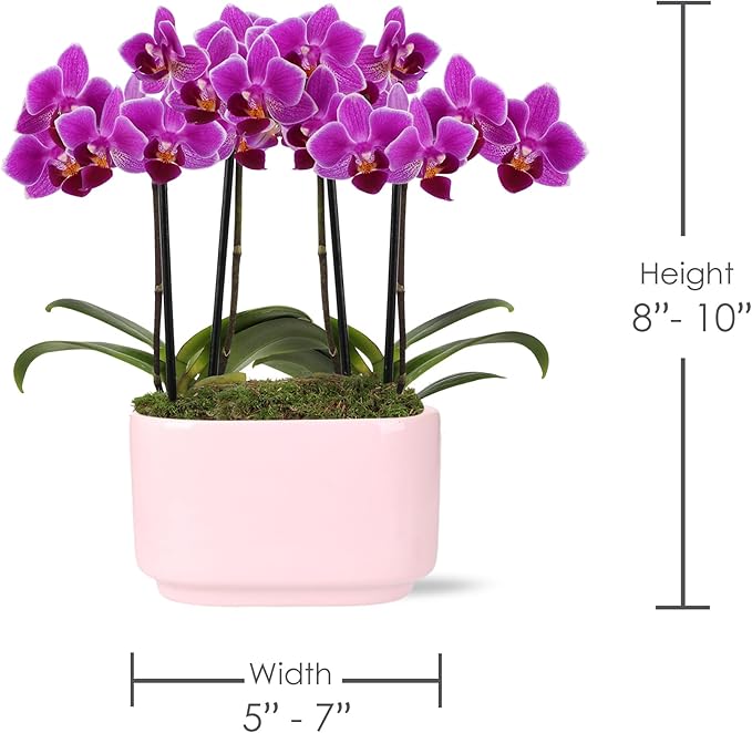 Green Circle Growers 4IN Duo Magenta Orchid in Pink Ceramic Pot | Live Orchid Planter Duo | Modern Colorful Indoor Plant