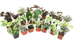 Altman Plants Live Houseplants (12PK), Indoor Plants for Delivery Prime, Live Plants and Gardening Gifts for Plant Lovers, Planters for Indoor Plants with Potting Soil, Live House Plants Indoors Live