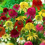 500+ Mix Double Echinacea Seeds - Double Coneflower Seeds Echinacea Flower Perennial Bloom Flowers Rare Plant