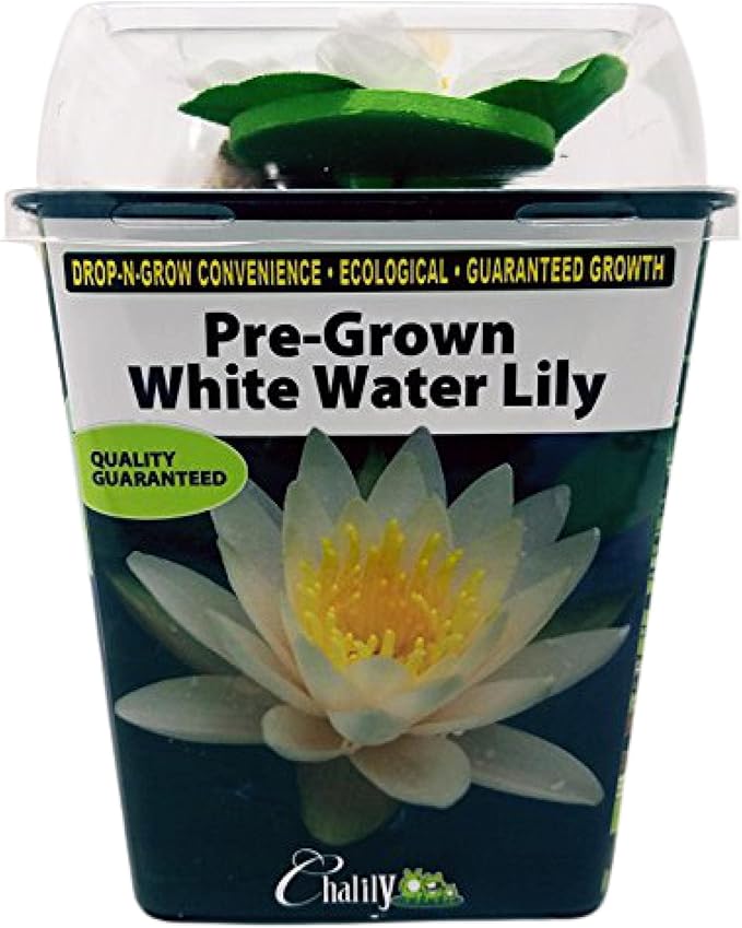 Chalily Water Lily Aquatic Plants Live Lilies Real Small or Big Pond Plant Lilly Ponds Cold Hardy Pads Grow waterlillies Flowering rhizomes Outdoor lilys Waterlily Lillies pre Grown lillys pad White