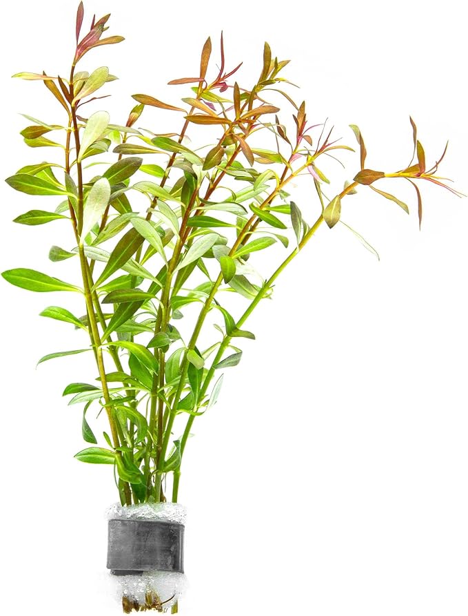 SubstrateSource Live Aquarium Stem Plants - Freshwater Aquatic Plant for Fish Tanks, Aquascaping - (Needle Leaf Ludwigia Arcuata, 1 Bunch)