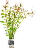 SubstrateSource Live Aquarium Stem Plants - Freshwater Aquatic Plant for Fish Tanks, Aquascaping - (Needle Leaf Ludwigia Arcuata, 1 Bunch)