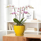 8 Inch Pots for Plants, Ceramic Plant Pots for Indoor Plants, Round Ceramic Planter with Drainage Hole and Saucer, Modern Decorative Plant Pot, Home Kitchen Decor, Women Men Gifts, Yellow