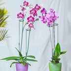 Mwellewm 3 Sets Plant Stakes 12/25/36 Inch Adjustable Plant Support Stakes Tall for Indoor Outdoor Plant Holder Stick Steel Garden Stem Pole Amaryllis Stakes with 15 Clip for Tomato Orchid Lily Flower