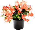 Thanksgiving Cactus, Coral Seasonal Blooms, Live Indoor Plant, Flowering Houseplant, Christmas Cactus, 6-Inch Pot, Holiday Decor, Pet Safe, Free Heat Pack
