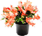 Thanksgiving Cactus, Coral Seasonal Blooms, Live Indoor Plant, Flowering Houseplant, Christmas Cactus, 6-Inch Pot, Holiday Decor, Pet Safe, Free Heat Pack