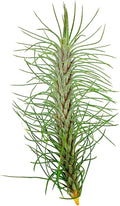 ragnaroc Air Plants - Colombian Tillandsia Funckiana, Large 5" - 1ct - Live Arrival Guaranteed - House Plants for Home Decor & Gift