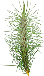ragnaroc Air Plants - Colombian Tillandsia Funckiana, Large 5" - 1ct - Live Arrival Guaranteed - House Plants for Home Decor & Gift