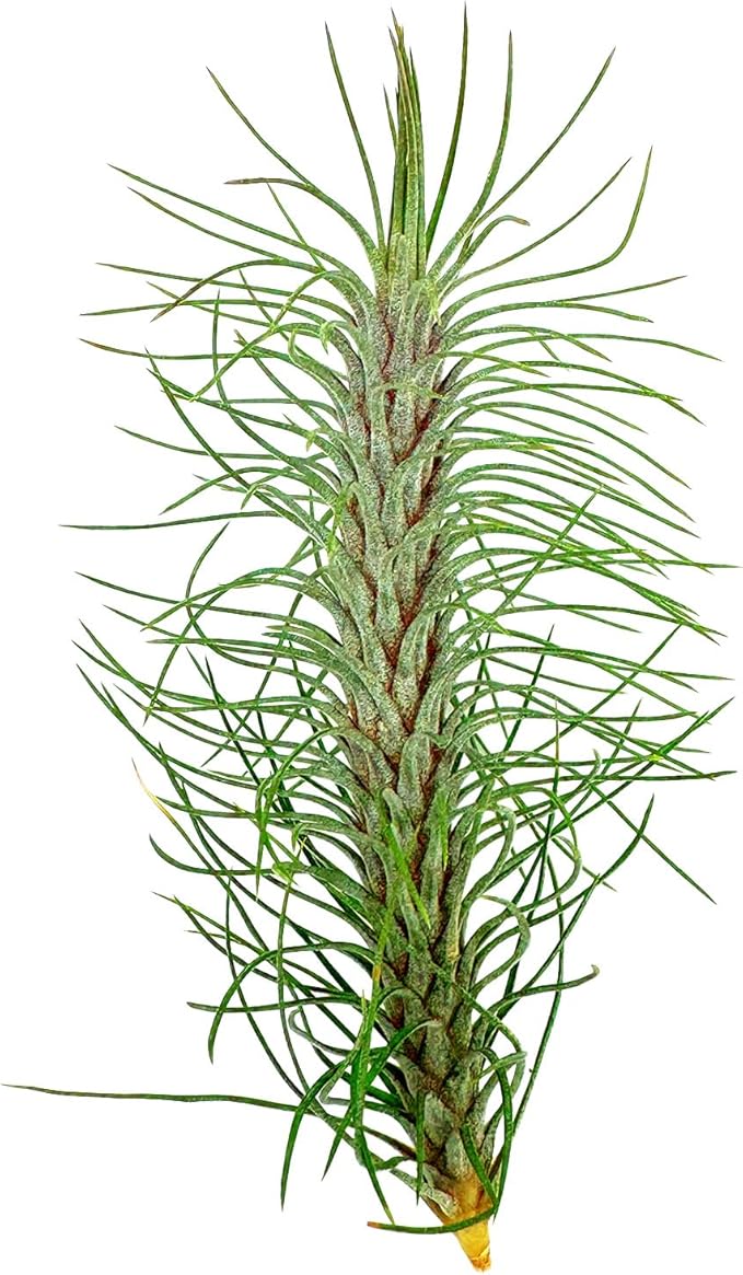 ragnaroc Air Plants - Colombian Tillandsia Funckiana, Large 5" - 5ct - Live Arrival Guaranteed - House Plants for Home Decor & Gift