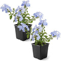 Live Hardy Plumbago 2-Pack – Blue Flowers – Sun Groundcover Perennial, Late Summer Color, 10” Tall, 1 Qt Pot