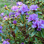 Purple Azalea Plant Live, 10 Inches Tall, Hardy Flowering Shrub for Outdoor Planting and Landscaping