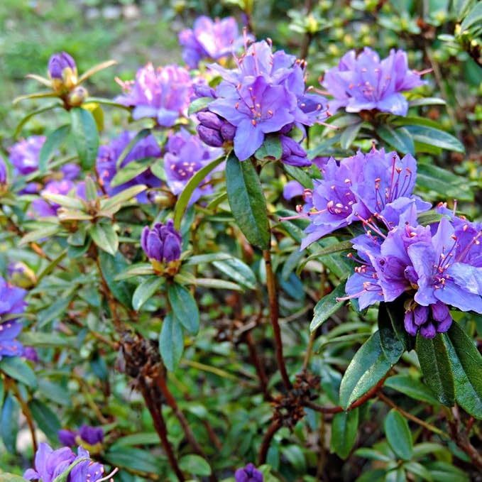 Purple Azalea Plant Live, 10 Inches Tall, Hardy Flowering Shrub for Outdoor Planting and Landscaping