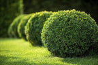 Japanese Boxwood | 40 Live Plants | Buxus Microphylla | Evergreen Shrub, Low Maintenance, Ideal for Hedges, Dense Foliage, Perfect for Borders, Hardy Versatile Landscaping