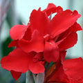 Chalily Canna 'Endeavor', a Great Live Pond Plant for Your Water Garden. Filters koi and Goldfish Ponds. Good for Bogs, Plant Shelf or Shallow Water This marginal Aquatic is a Real Beauty