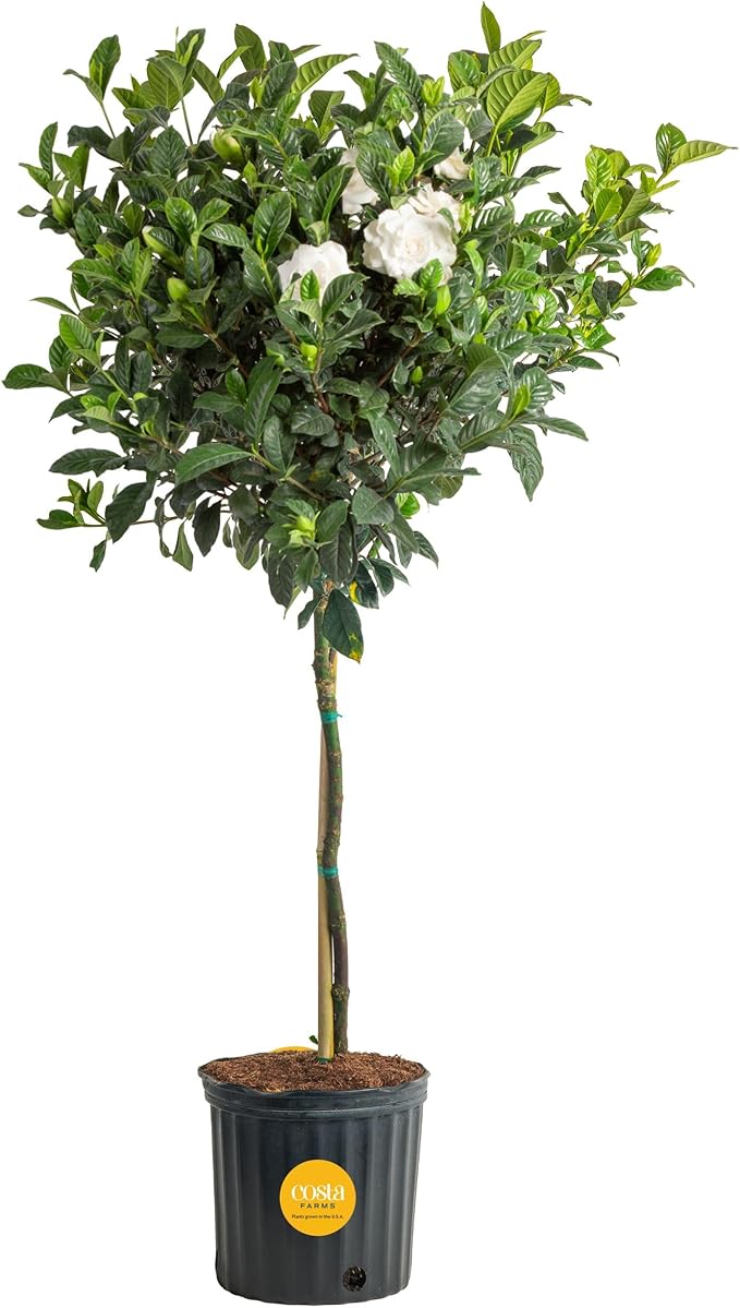 Costa Farms Gardenia Live Plant in 10-Inch Pot – Fragrant Live Flowering Shrub with Glossy Green Foliage | Indoor or Outdoor Use | Perfect for Patios, Entryways, and Gifts