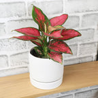 Beauty Aglaonema Chinese Evergreen Live Plant, Variegated Plant Exotic House Plants Live Tropical Plants, Rare House Plants Indoors Live Plants Indoor Plants Live Houseplants by Plants for Pets