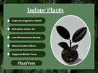 PLANTVERS Ficus Elastica Burgundy Rubber Tree Plant, Live Indoor Houseplant with Dark Glossy Foliage, 2 Inch Grow Pot, Air Purifying, Easy Care