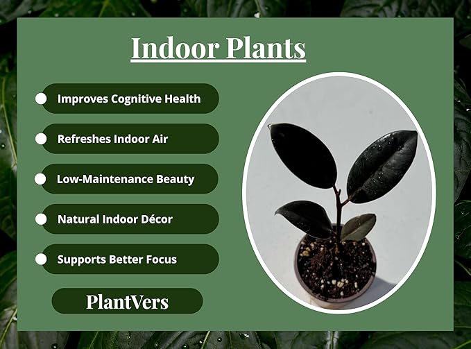 PLANTVERS Ficus Elastica Burgundy Rubber Tree Plant, Live Indoor Houseplant with Dark Glossy Foliage, 2 Inch Grow Pot, Air Purifying, Easy Care