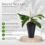Philodendron Collection (4 Pack) - Birkin, White Princess, Pink Princess, Gloriosum-Rare Variegated Indoor Houseplants, Tropical Plants Live, Live Plants