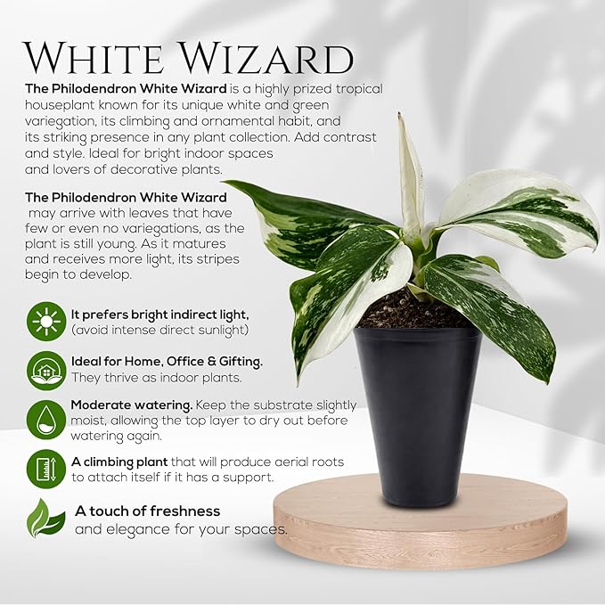 Philodendron Collection (4 Pack) - Birkin, White Princess, Pink Princess, Gloriosum-Rare Variegated Indoor Houseplants, Tropical Plants Live, Live Plants