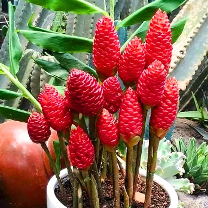 6 Awapuhi Shampoo Ginger Roots, Fresh Ginger Rhizomes to Grow, Zingiber Zerumbet Pinecone Ginger Lily Flowers