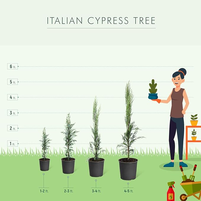 Brighter Blooms - Italian Cypress Tree, 3-4 ft. - No Shipping to AK, AZ, HI