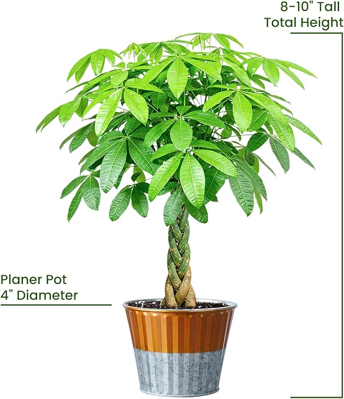 Live Plants Money Tree in 4" Gold-Gray Pot, Easy to Grow Houseplant, Indoor Bonsai, Home Office Decor, Birthday Housewarming Gift