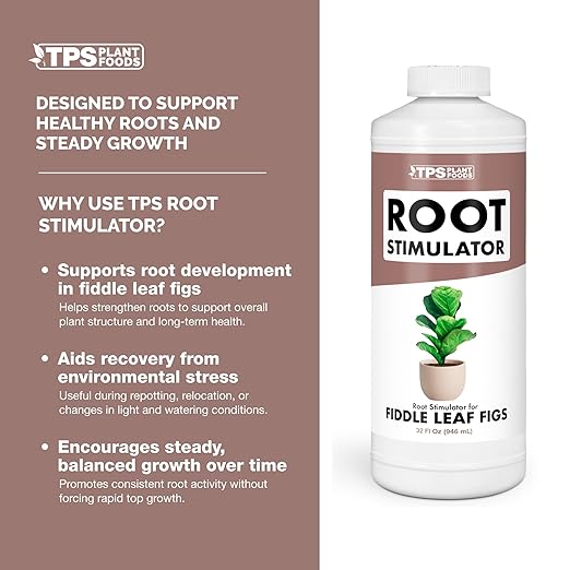 Root Stimulator for Fiddle Leaf Fig – Liquid Root Supplement with Kelp & Probiotics for Stronger Roots & Better Leaf Growth, 8 oz