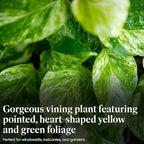 American Plant Exchange Golden Pothos 4-Inch Pot – Easy-Care Trailing Houseplant, Air-Purifying Vine for Home & Office, Low-Maintenance Indoor Plant for Hanging Baskets & Shelves