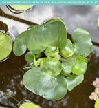 Water Hyacinth - Eichhornia crassipes - Live Plants for Pond, Floating Aquatic Garden Plants - 1 Plant