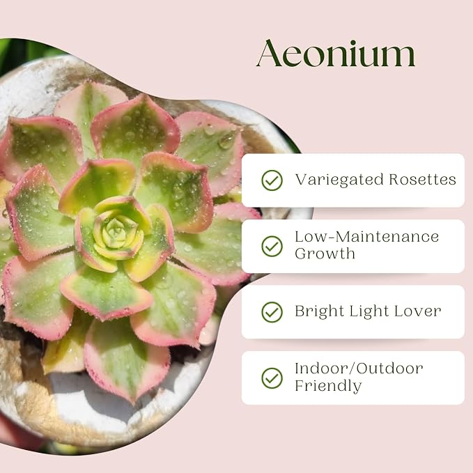Easy Care Aeonium Plant Live 4” Pot, Rare Succulents Plants Live, Well Rooted, Easy Care House Plants (Pink Variegated)