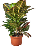 Croton Petra 'Joseph's Coat' Live Plant for Indoor | Different Houseplants in 4'' & 6'' Pot | Real House Plant for Living Room, Office, Desk & Bathroom | Codiadeum variegatum