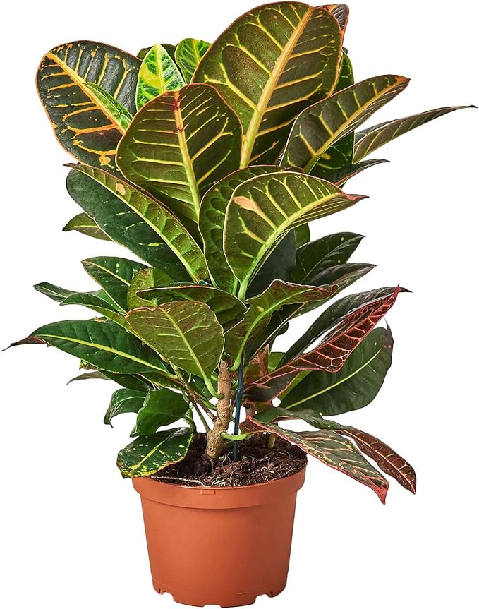 Croton Petra 'Joseph's Coat' Live Plant for Indoor | Different Houseplants in 4'' & 6'' Pot | Real House Plant for Living Room, Office, Desk & Bathroom | Codiadeum variegatum
