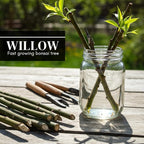 Abby’s Willow Bonsai Forest – 5 Willow Cuttings – Easy-to-Grow, Miniature Trees for Indoor or Outdoor Gardens