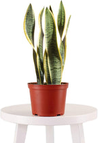 Leaf & Linen 4" Grow Pot, Live Indoor/Outdoor-Air Houseplant and Office Décor | Low Light Collection, 4 INCH, Snake Plant-Sanseveria Laurentii